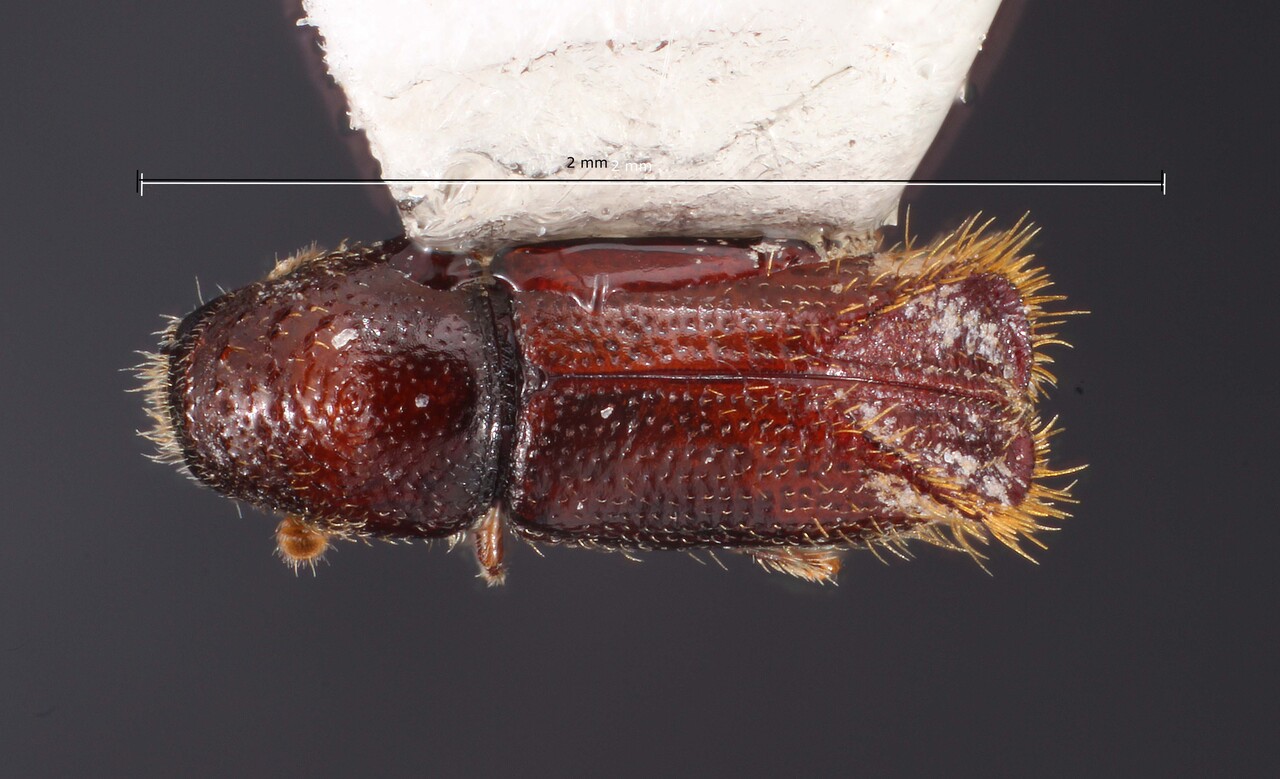 Genus / Species: Pityophthorus cristatus | Image Author: TH Atkinson | Location: México, Puebla, Camotitlán | Collection: T.H. Atkinson, synoptic collection