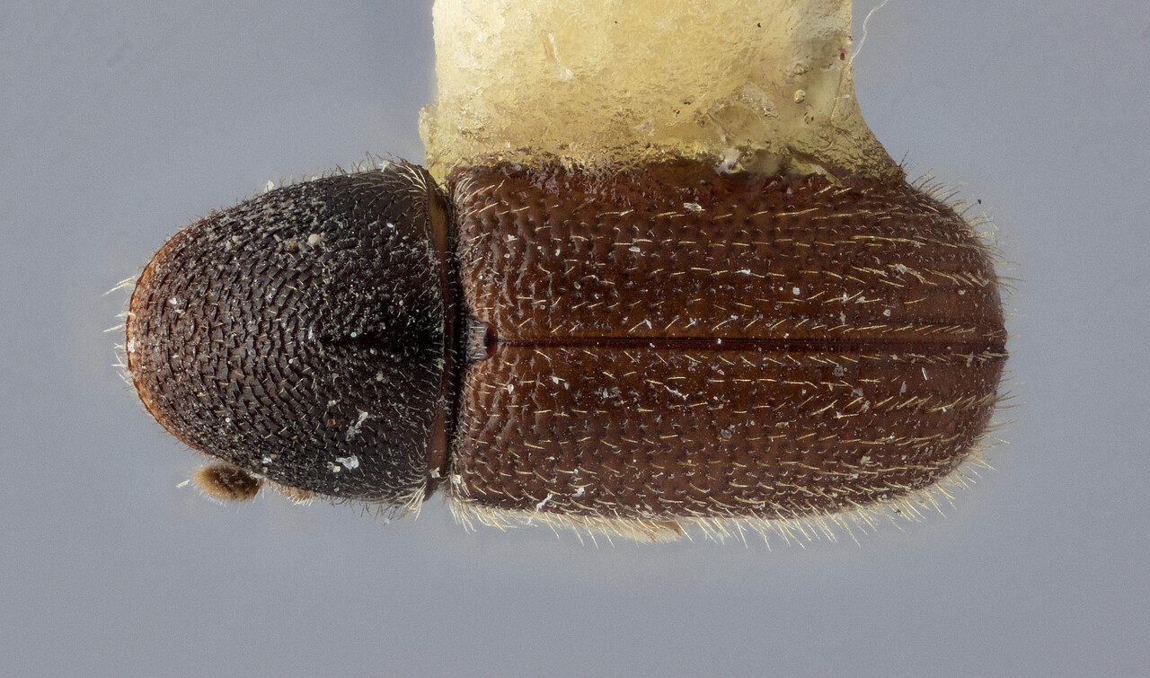 Genus / Species: Pityophthorus dispar | Image Author: J Buffam | Location: México, Chiapas, San Cristobal, 7 mi E | Image Type: holotype | Collection: Canadian National Collection of Insects, Arachnids and Nematodes