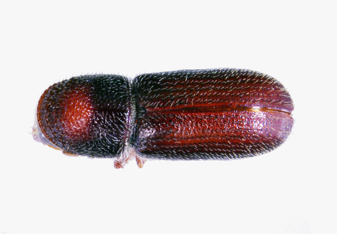 Genus / Species: Pityophthorus exquisitus | Image Author: A Burgos S. | Location: México, Morelos, Sto. Domingo Ocotitlan | Collection: Centro de Investigaciones Biológicas