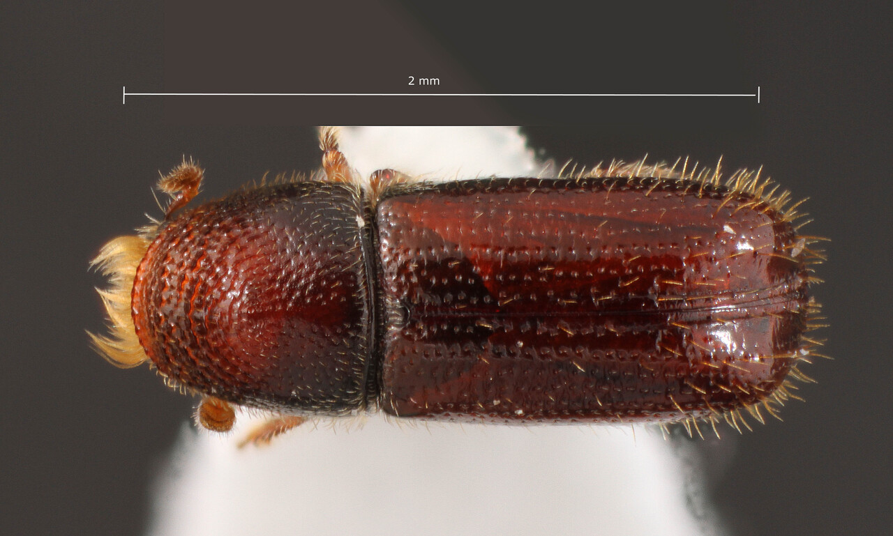 Genus / Species: Pityophthorus lepidus | Image Author: TH Atkinson | Location: México, Oaxaca, Ixtepeji, La Cumbre Campground | Collection: University of Texas Insect Collection