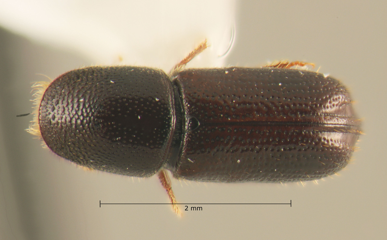 Genus / Species: Pityophthorus miniatus | Image Author: TH Atkinson | Location: Nicaragua, Estelí | Collection: T.H. Atkinson, synoptic collection