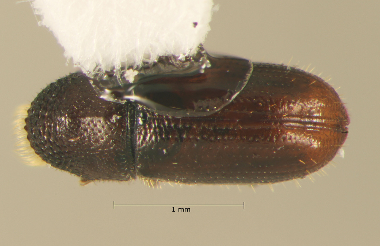 Genus / Species: Pityophthorus nocturnus | Image Author: TH Atkinson | Location: México, Oaxaca, Textlihuaca, 19 km NW. carr. 135 | Collection: T.H. Atkinson, synoptic collection