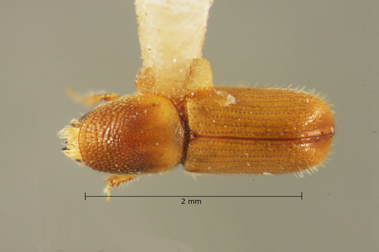 Genus / Species: Pityophthorus quercinus | Image Author: TH Atkinson | Location: México, Durango, El Salto, 3 mi (5 km) W | Image Type: paratype | Collection: Entomology