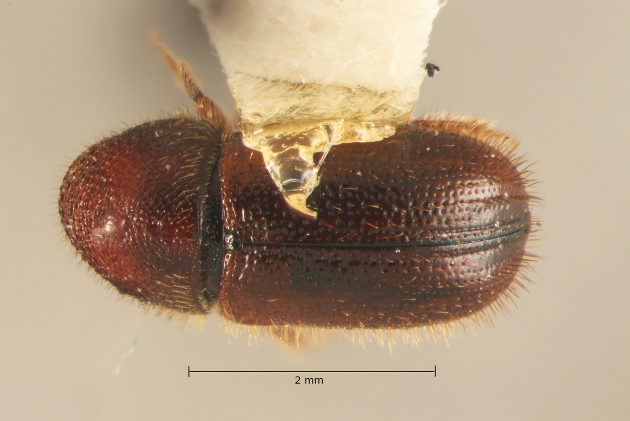 Genus / Species: Pityophthorus schwerdtfegeri | Image Author: TH Atkinson | Location: México, Morelos, Chamilpa | Collection: Centro de Entomología y Acarología