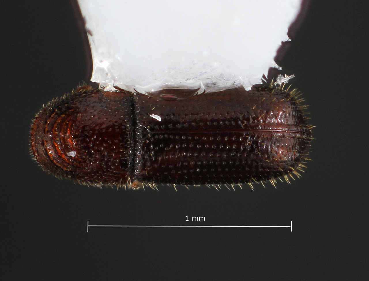 Genus / Species: Pityophthorus scriptor | Image Author: TH Atkinson | Location: United States, Texas, Hamilton Pool, 4 km SSE | Collection: University of Texas Insect Collection
