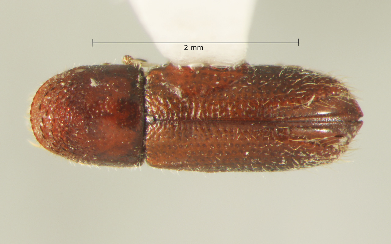 Genus / Species: Pityophthorus serratus | Image Author: TH Atkinson | Location: United States, California, Sierraville, 11 mi S | Collection: California State Collection of Arthropods