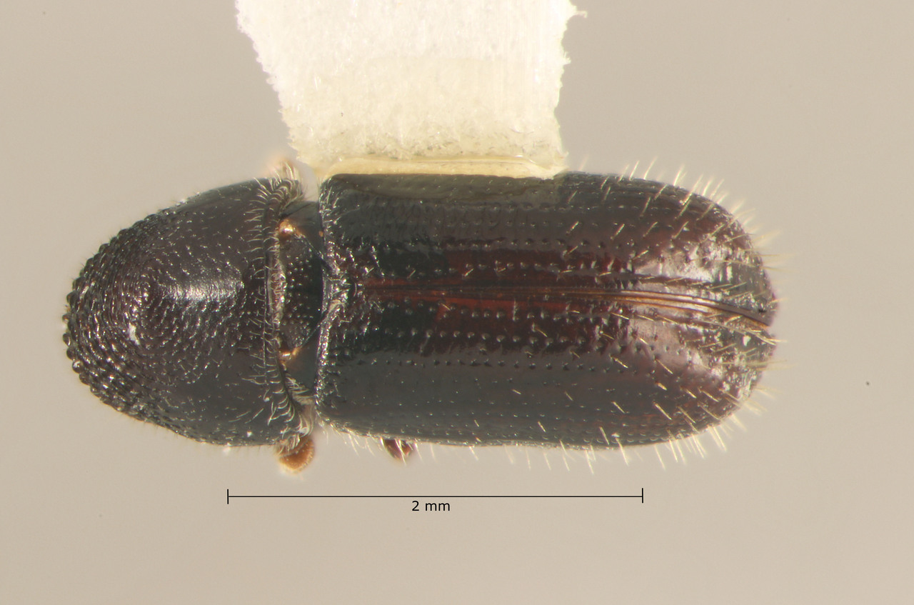 Genus / Species: Pityophthorus speculum | Image Author: TH Atkinson | Location: México, Veracruz, Cofre de Perote | Collection: Florida State Collection of Arthropods