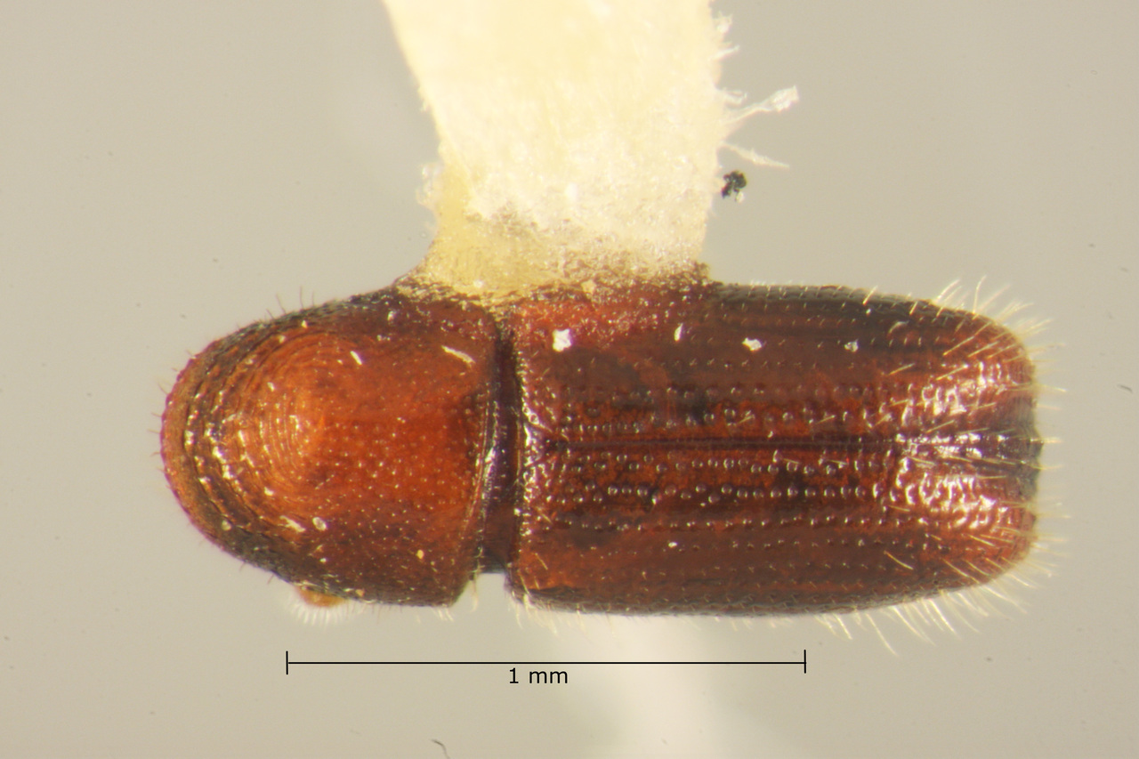 Genus / Species: Pityophthorus tutulus | Image Author: TH Atkinson | Location: México, Veracruz, Xalapa | Image Type: paratype | Collection: Texas A&M University Insect Collection