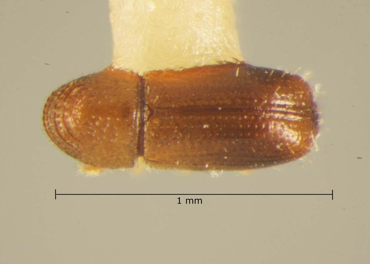 Genus / Species: Pityophthorus vegrandis | Image Author: TH Atkinson | Location: México, Quintana Roo, Chetumal | Image Type: paratype | Collection: Texas A&M University Insect Collection