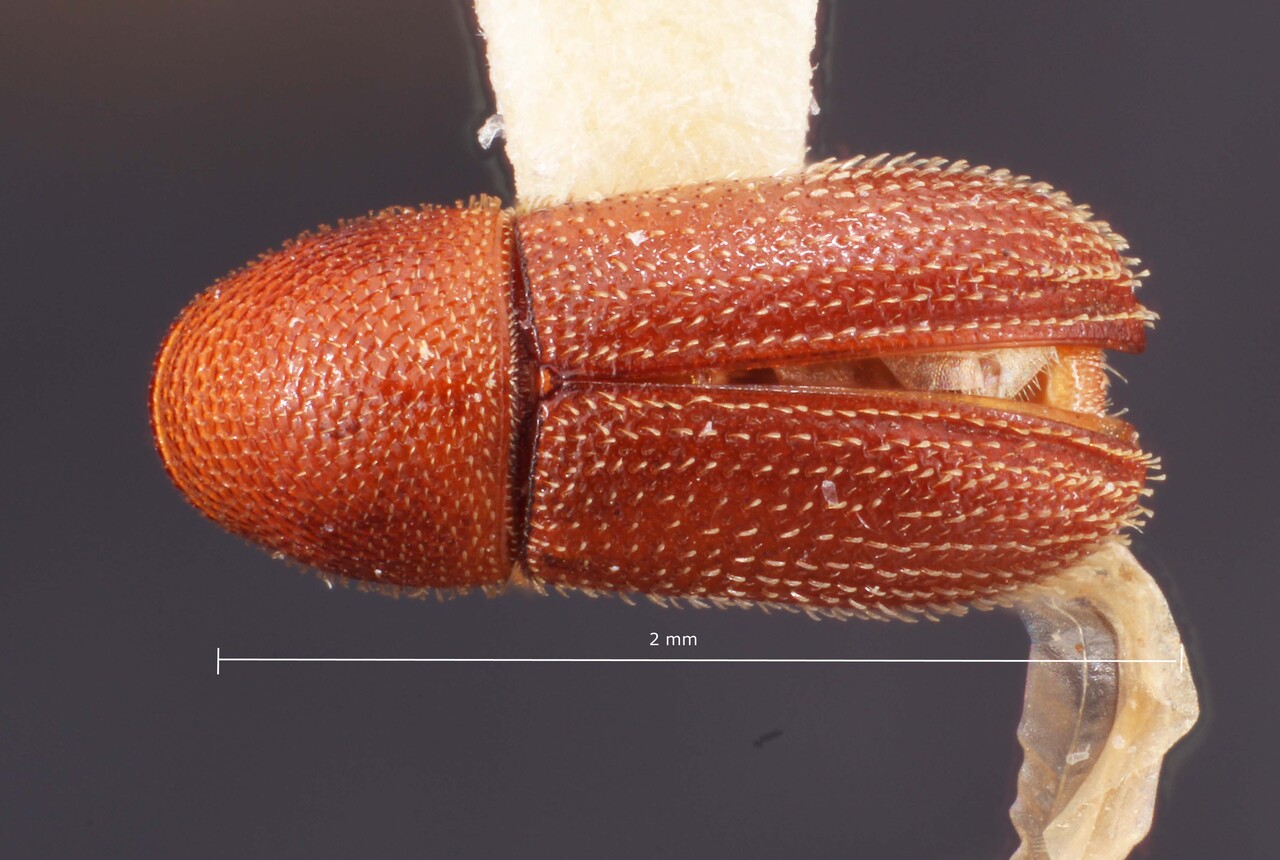 Genus / Species: Spermophthorus apuleiae | Image Author: TH Atkinson | Location: Brazil, Rio de Janeiro, Campos | Image Type: paralectotype | Collection: Faculdade de Engenharia