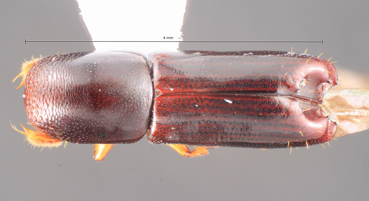 Genus / Species: Amphicranus callosus | Image Author: TH Atkinson | Location: Costa Rica, Cartago, Tapanti National Park, Arboles Callados Trail | Collection: Snow Entomological Museum, Univ. Kansas