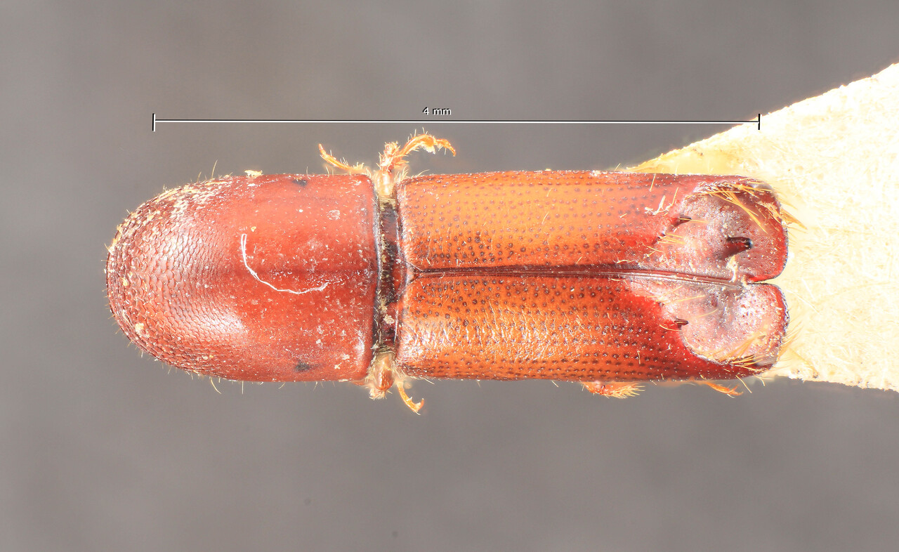 Genus / Species: Monarthrum dentatum | Image Author: TH Atkinson | Location: México, Hidalgo, Mineral del Chico | Image Type: holotype | Collection: Museum für Naturkunde