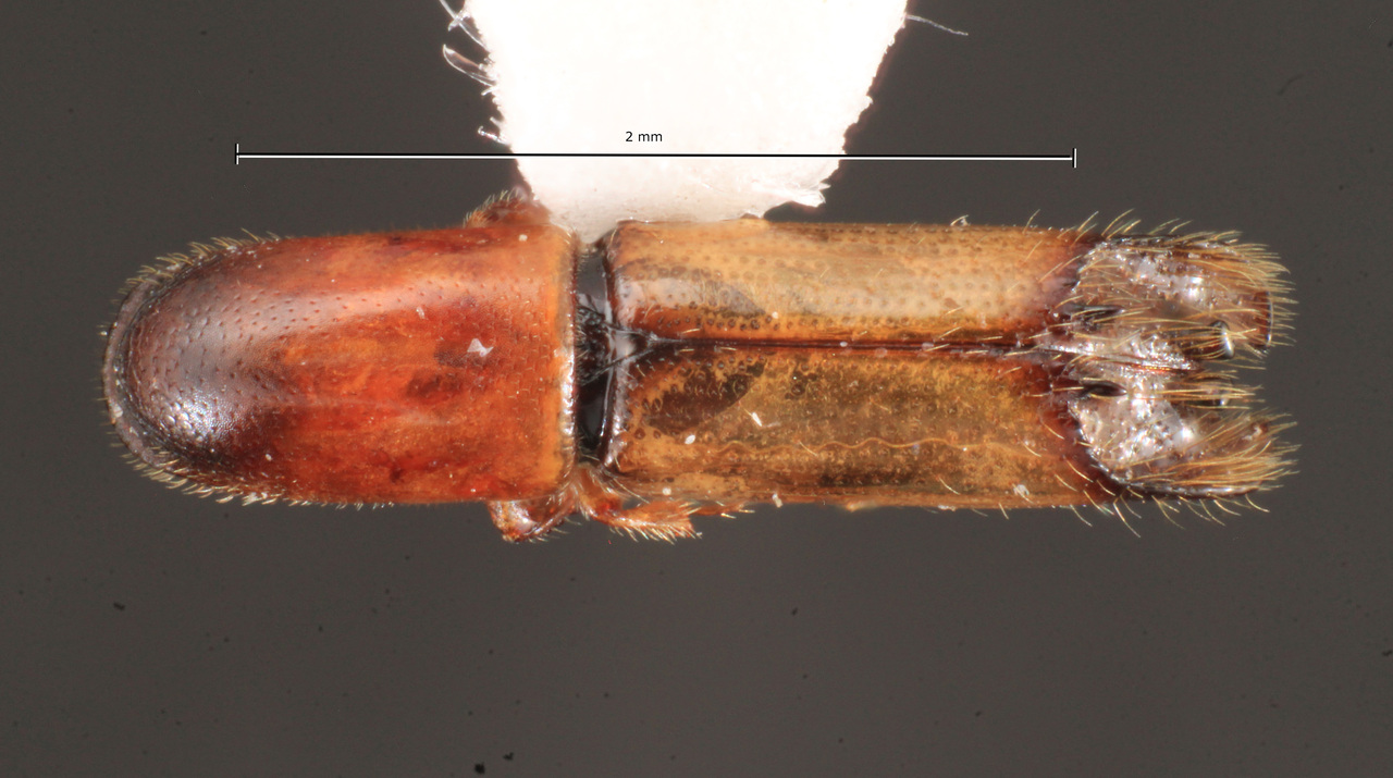 Genus / Species: Amphicranus hybridus | Image Author: TH Atkinson | Location: México, Michoacán, Arroyo Colorado | Collection: University of Texas Insect Collection