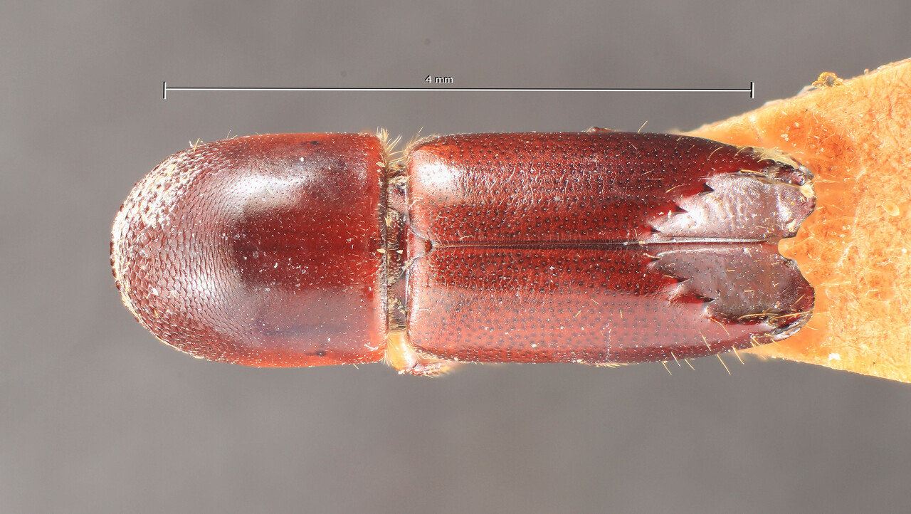 Genus / Species: Monarthrum validum | Image Author: TH Atkinson | Location: México, unknown, Mexico (country / region) | Image Type: holotype | Collection: Museum für Naturkunde