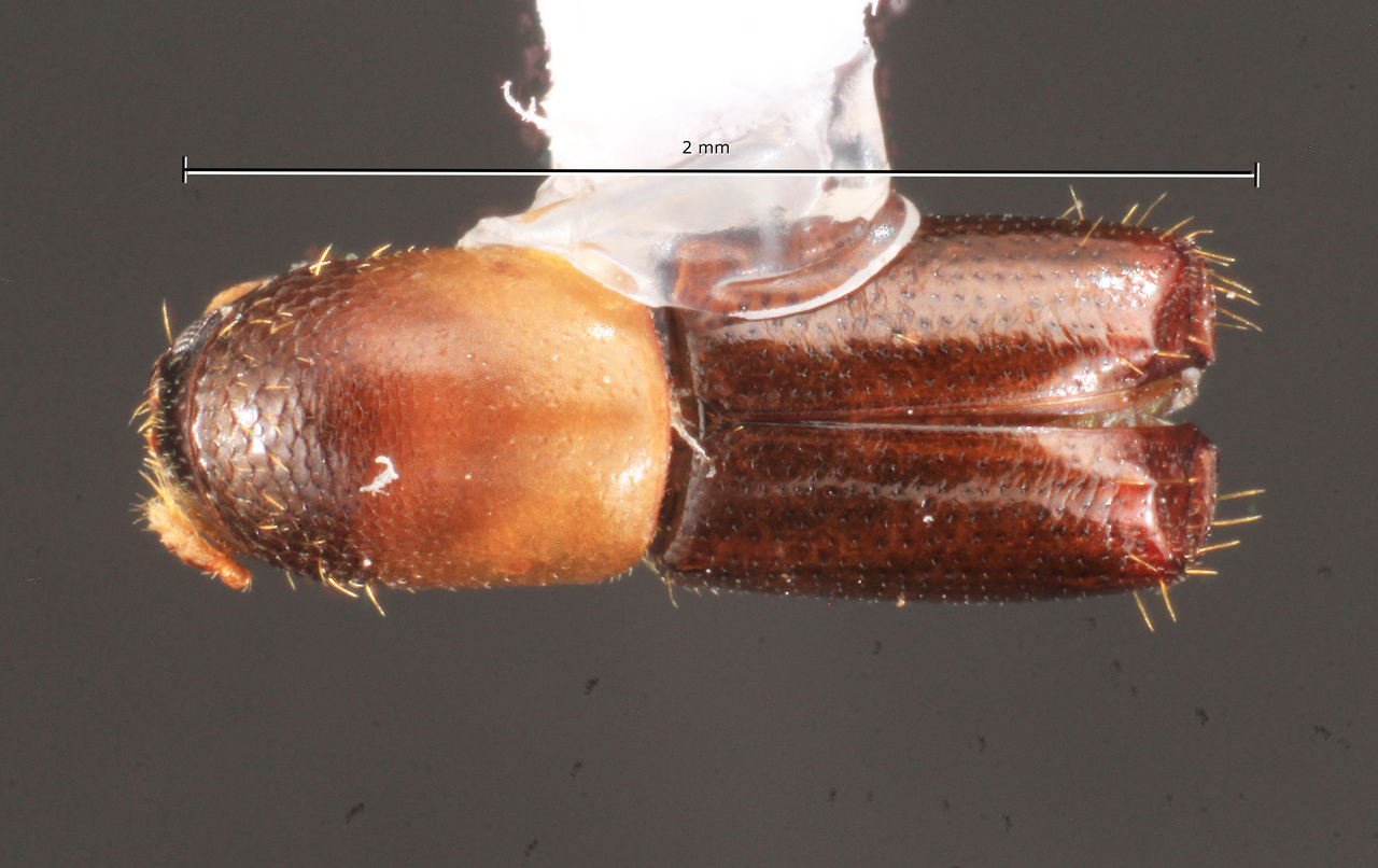 Genus / Species: Amphicranus micans | Image Author: TH Atkinson | Location: México, Veracruz, Est. Biol. Los Tuxtlas | Collection: University of Texas Insect Collection