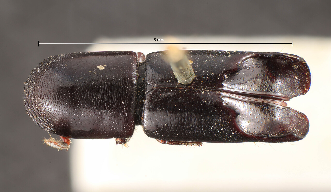 Genus / Species: Amphicranus politus | Image Author: TH Atkinson | Location: Brazil, Rio de Janeiro, Nova Friburgo | Image Type: holotype | Collection: Institut Royal des Sciences Naturelles