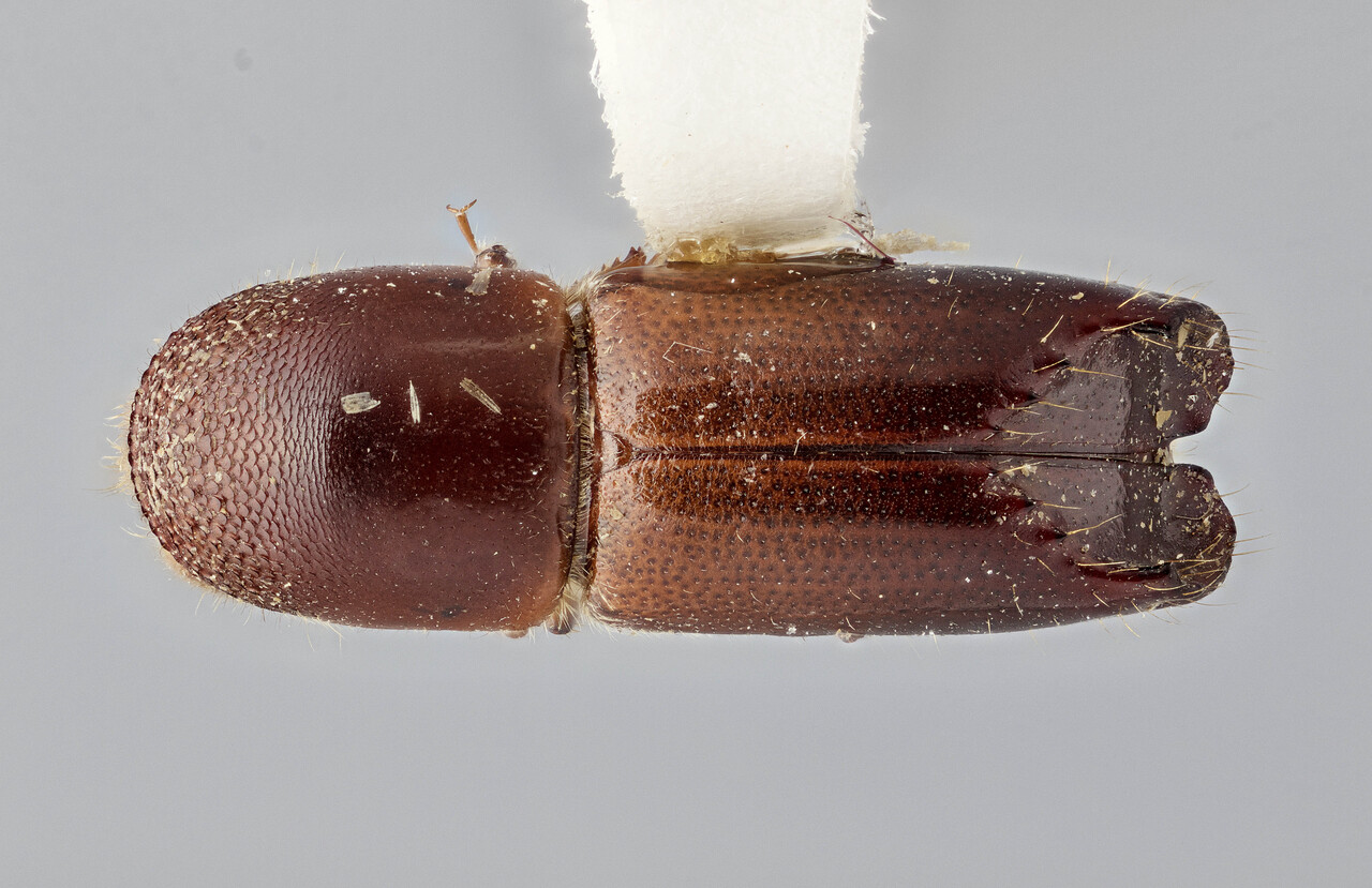 Genus / Species: Monarthrum gnarum | Image Author: J Buffam | Location: México, Oaxaca, Valle Nacional, 32 mi S | Image Type: holotype | Collection: Canadian National Collection of Insects, Arachnids and Nematodes