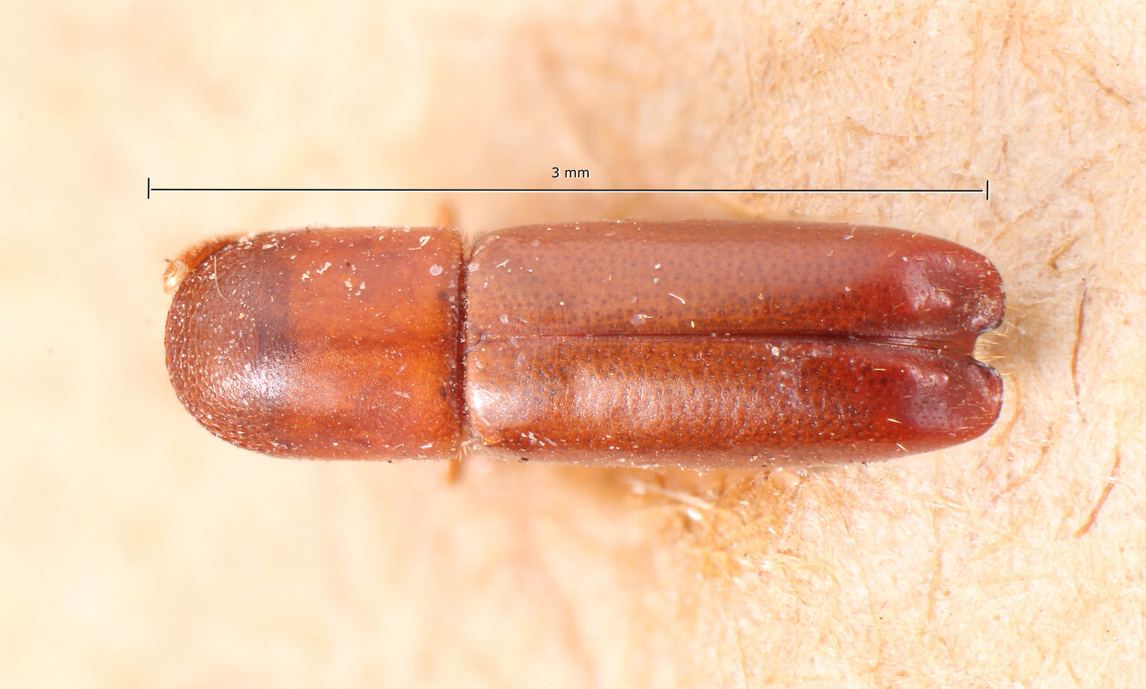 Genus / Species: Monarthrum longus | Image Author: TH Atkinson | Location: Bolivia, Cochabamba, Cochabamba (departamento) | Image Type: holotype | Collection: Naturhistorisches Museum Wien
