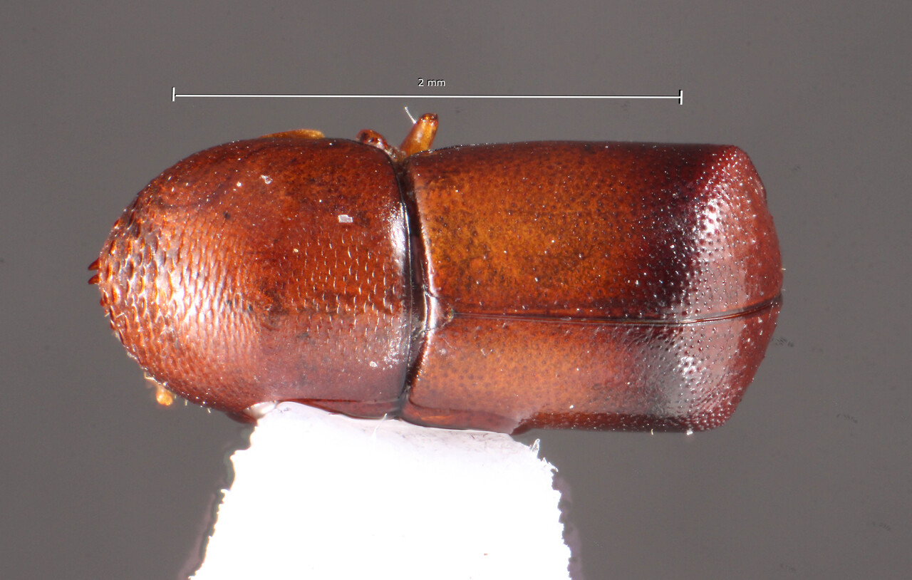 Genus / Species: Brachyspartus moritzi | Image Author: TH Atkinson | Location: Venezuela, Aragua, Colonia Tovar | Image Type: holotype | Collection: Naturhistorisches Museum Wien