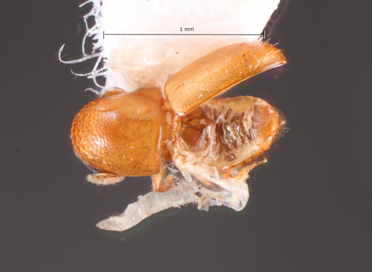 Genus / Species: Corthylocurus pristinus | Image Author: TH Atkinson | Location: Brazil, Bahia, Nova Viçosa | Image Type: holotype | Collection: Faculdade de Engenharia