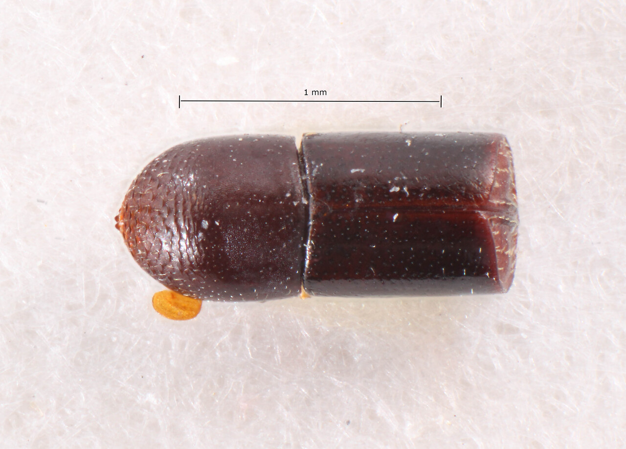 Genus / Species: Corthylus gracilis | Image Author: TH Atkinson | Location: Brazil, Rio de Janeiro, Corcovado | Image Type: holotype | Collection: Naturhistorisches Museum Wien