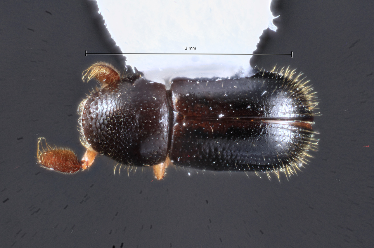 Genus / Species: Corthyloxiphus aztecus | Image Author: TH Atkinson | Location: México, Oaxaca, Comaltepec, Pto. Antonio | Collection: Texas A&M University Insect Collection