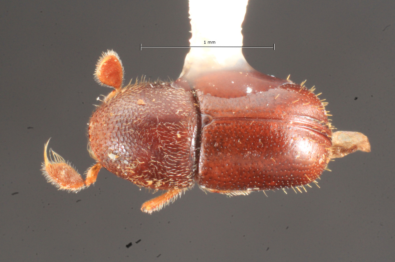 Genus / Species: Corthyloxiphus furvus | Image Author: TH Atkinson | Location: Panamá, Panamá, Cerro Jefe, 8 km NE | Collection: Texas A&M University Insect Collection