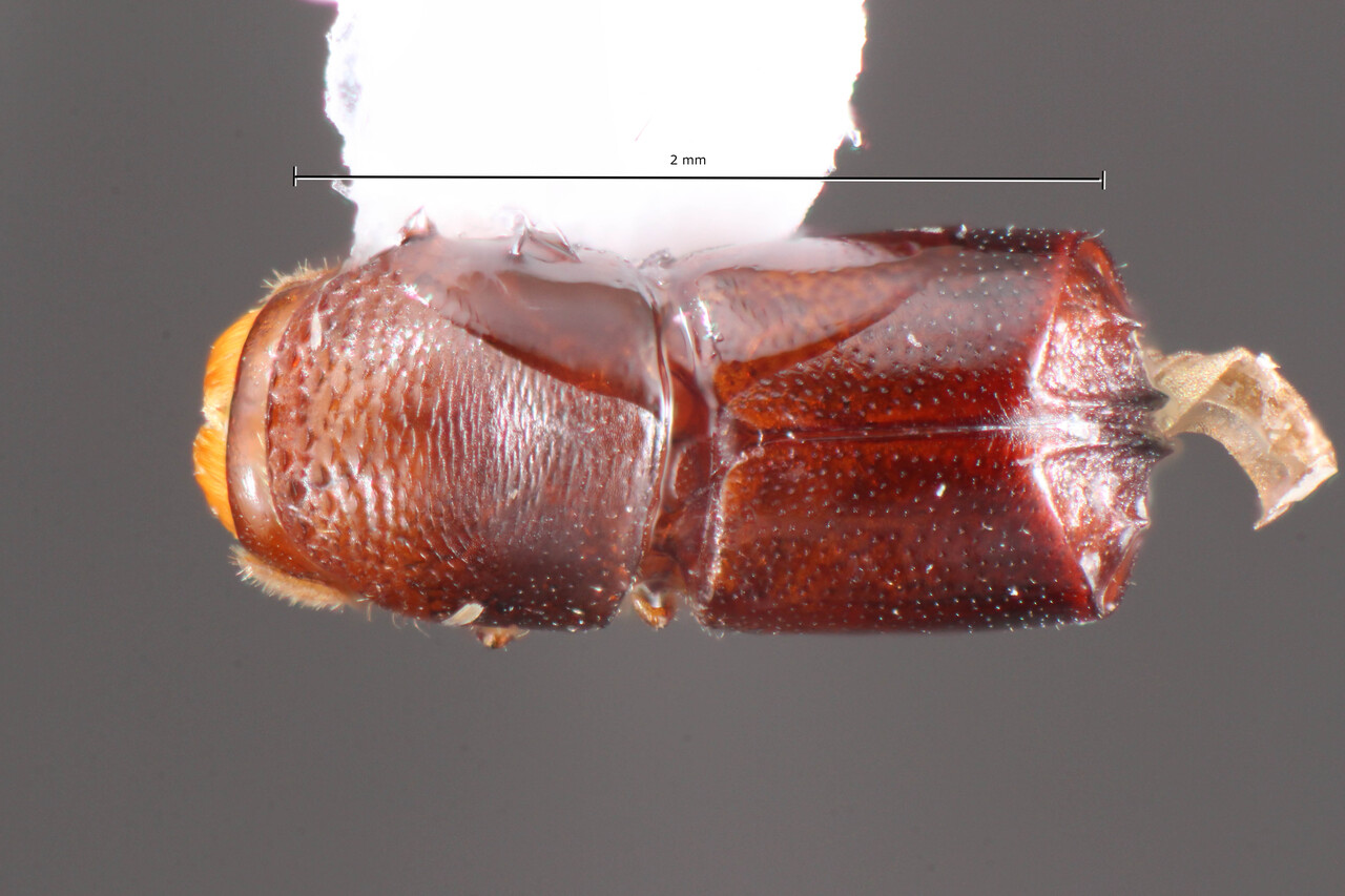 Genus / Species: Corthylus pharax | Image Author: TH Atkinson | Location: Brazil, Minas Gerais, São Roque de Minas | Collection: University of Texas Insect Collection