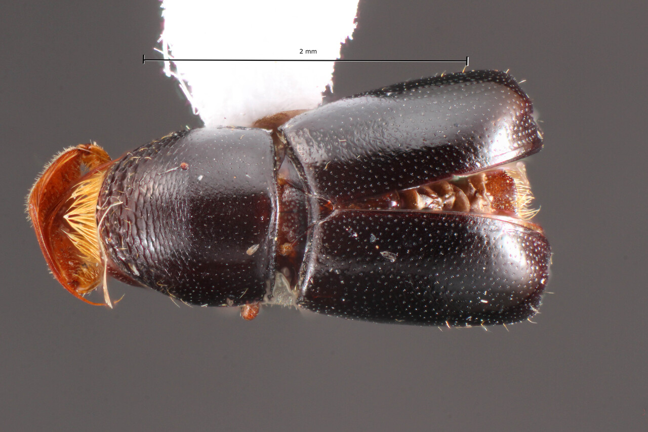 Genus / Species: Corthylus papuellus | Image Author: TH Atkinson | Location: Brazil, Minas Gerais, São Roque de Minas | Collection: University of Texas Insect Collection