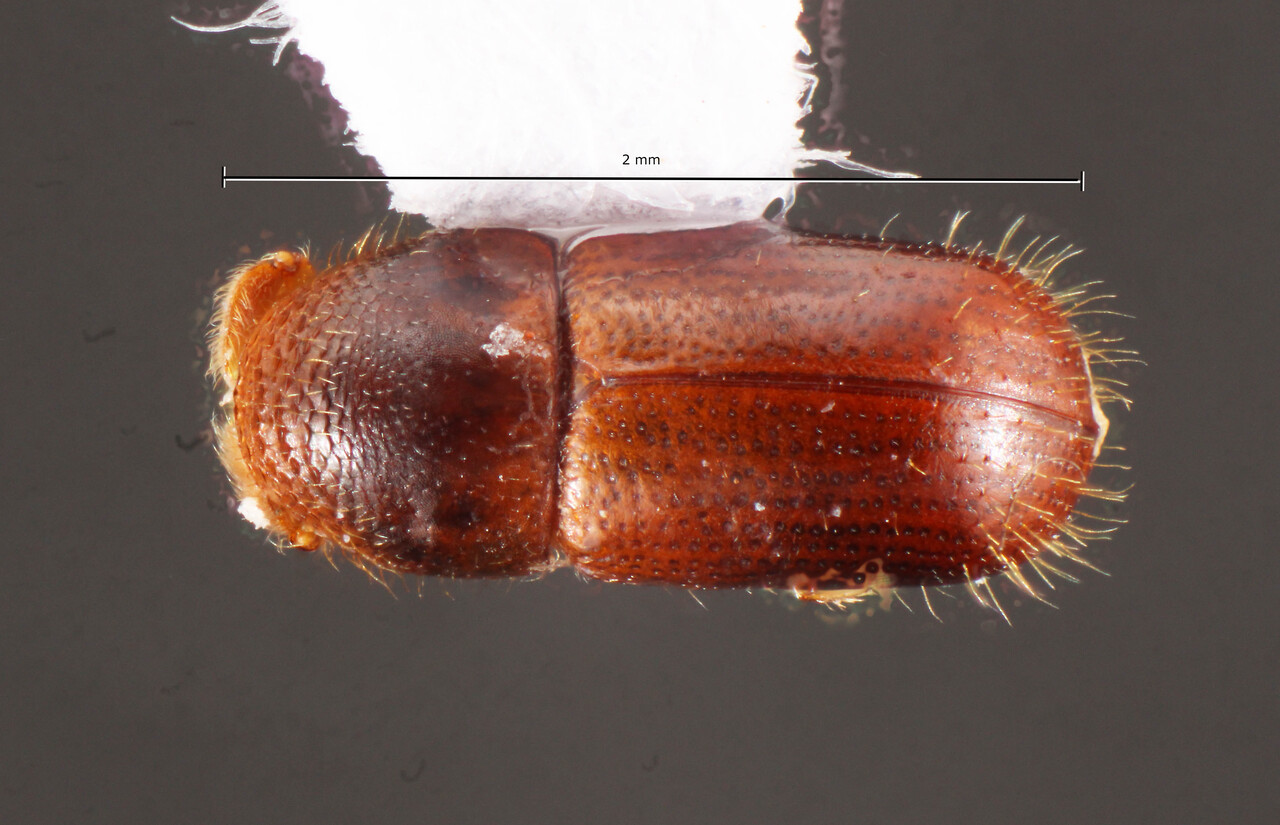 Genus / Species: Corthylus ustus | Image Author: TH Atkinson | Location: Brazil, Santa Catarina, Joaçaba | Collection: Faculdade de Engenharia