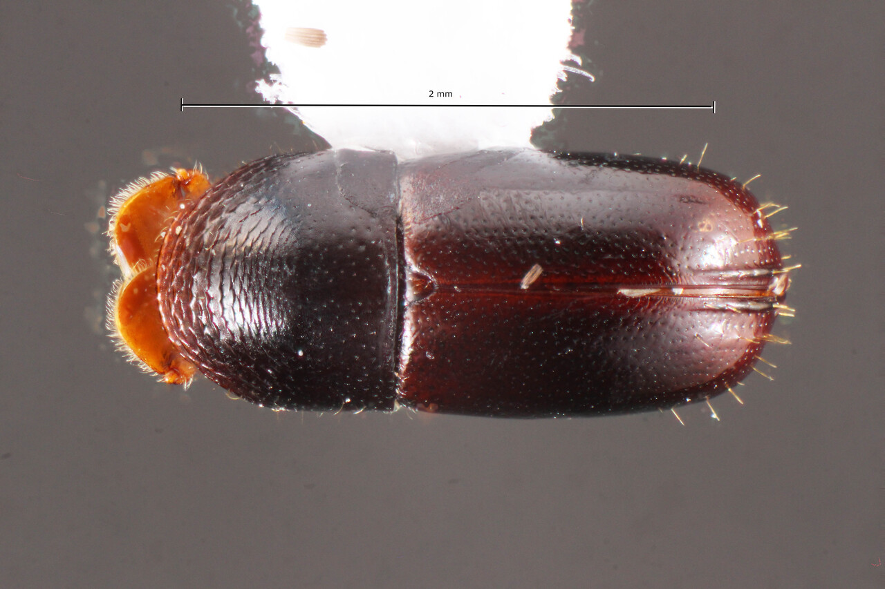 Genus / Species: Corthylus comitabilis | Image Author: TH Atkinson | Location: Brazil, Santa Catarina, Joaçaba | Collection: Faculdade de Engenharia