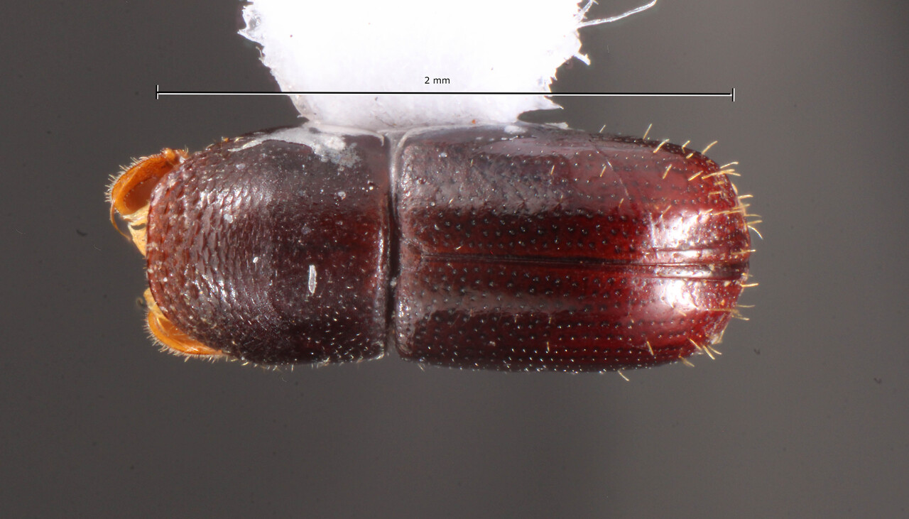 Genus / Species: Corthylus epistomalis | Image Author: TH Atkinson | Location: Brazil, São Paulo, Anhembi | Collection: University of Texas Insect Collection