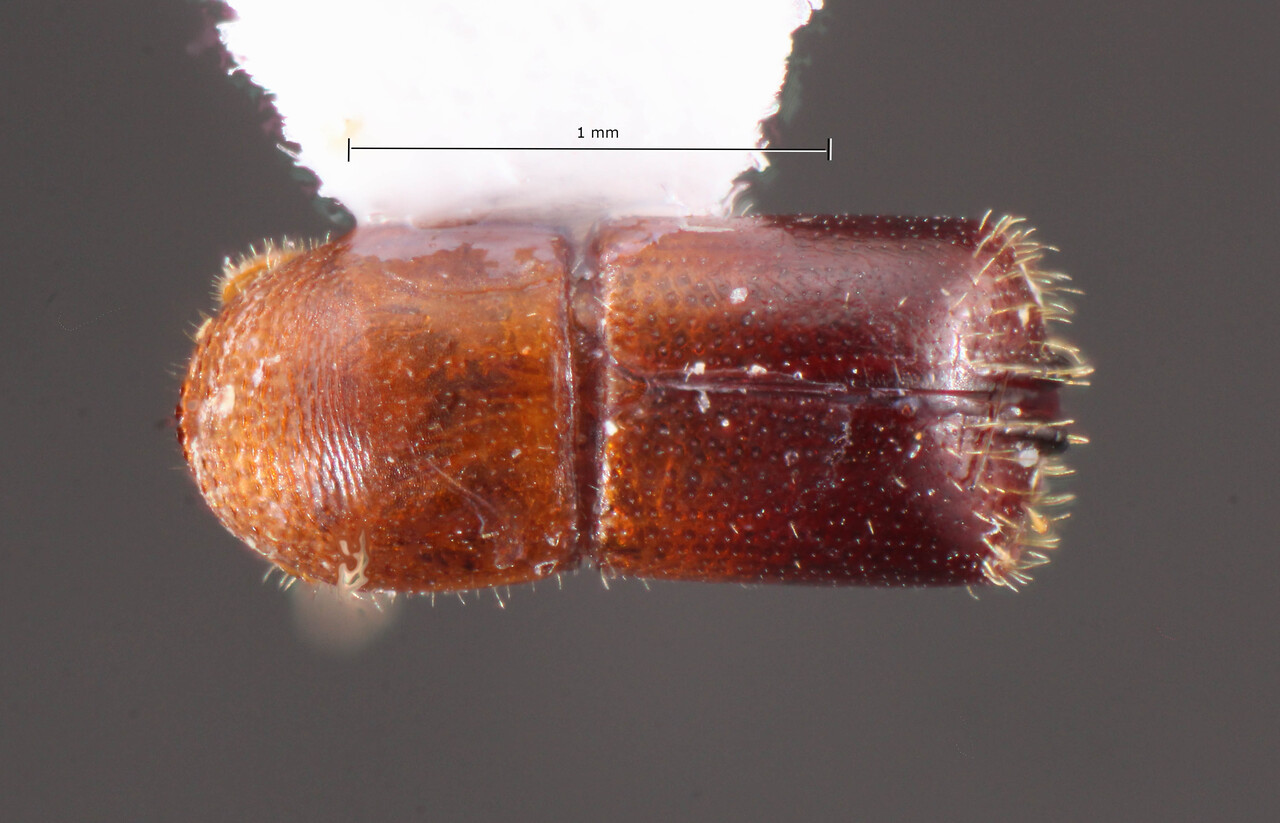 Genus / Species: Corthylus schulzi | Image Author: TH Atkinson | Location: Brazil, Amapá, Tartarugalzinho | Collection: University of Texas Insect Collection