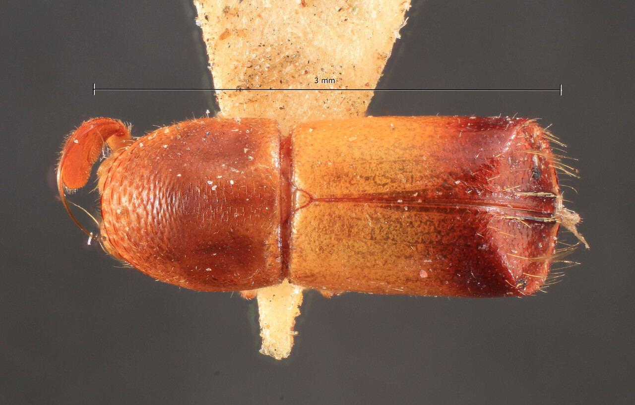 Genus / Species: Corthylus abruptedeclivis | Image Author: TH Atkinson | Location: Colombia, Antioquía, Piedras Blancas, 10 km E Medellin | Image Type: holotype | Collection: Entomology