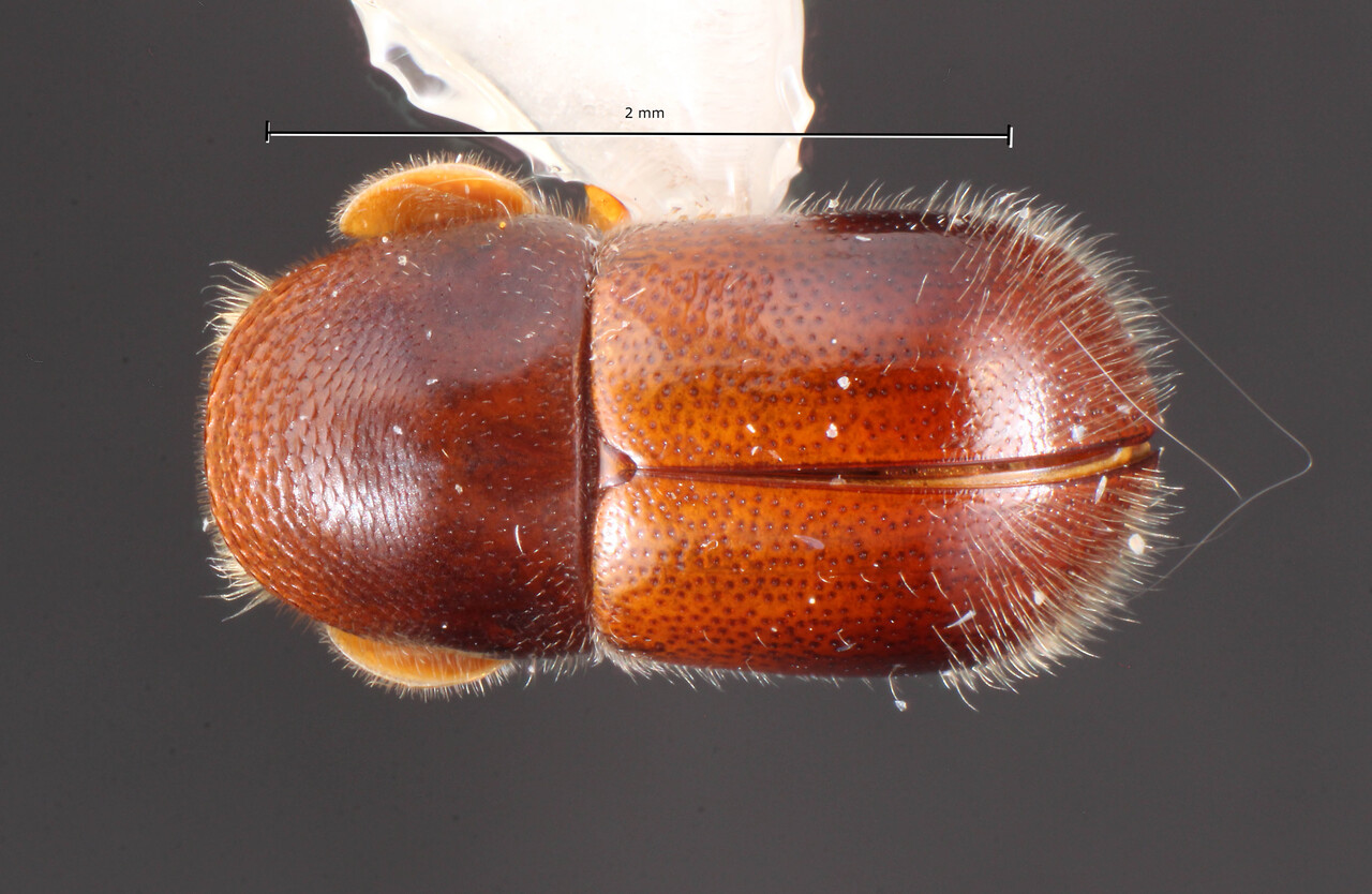 Genus / Species: Corthylus alienus | Image Author: TH Atkinson | Location: Colombia, Meta, Villavicencio | Collection: University of Texas Insect Collection
