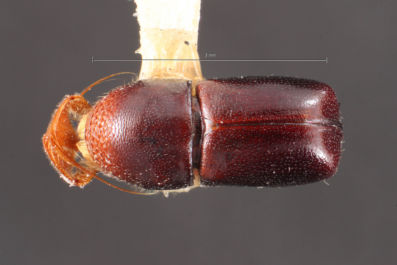Genus / Species: Corthylus antennarius | Image Author: TH Atkinson | Location: Brazil, Santa Catarina, Nova Teutonia | Image Type: holotype | Collection: Naturhistorisches Museum Wien