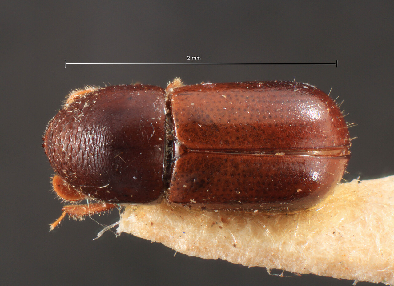 Genus / Species: Corthylus bifurcus | Image Author: TH Atkinson | Location: Costa Rica, Heredia, Volcan Poas | Image Type: holotype | Collection: Naturhistorisches Museum Wien