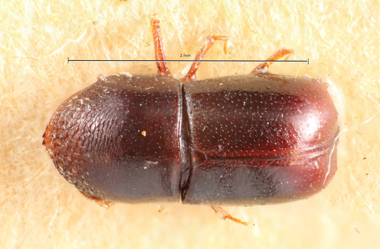 Genus / Species: Corthylus convexicauda | Image Author: TH Atkinson | Location: Brazil, Mato Grosso, Barra do Tapirape | Image Type: holotype | Collection: Museo de Zoologia