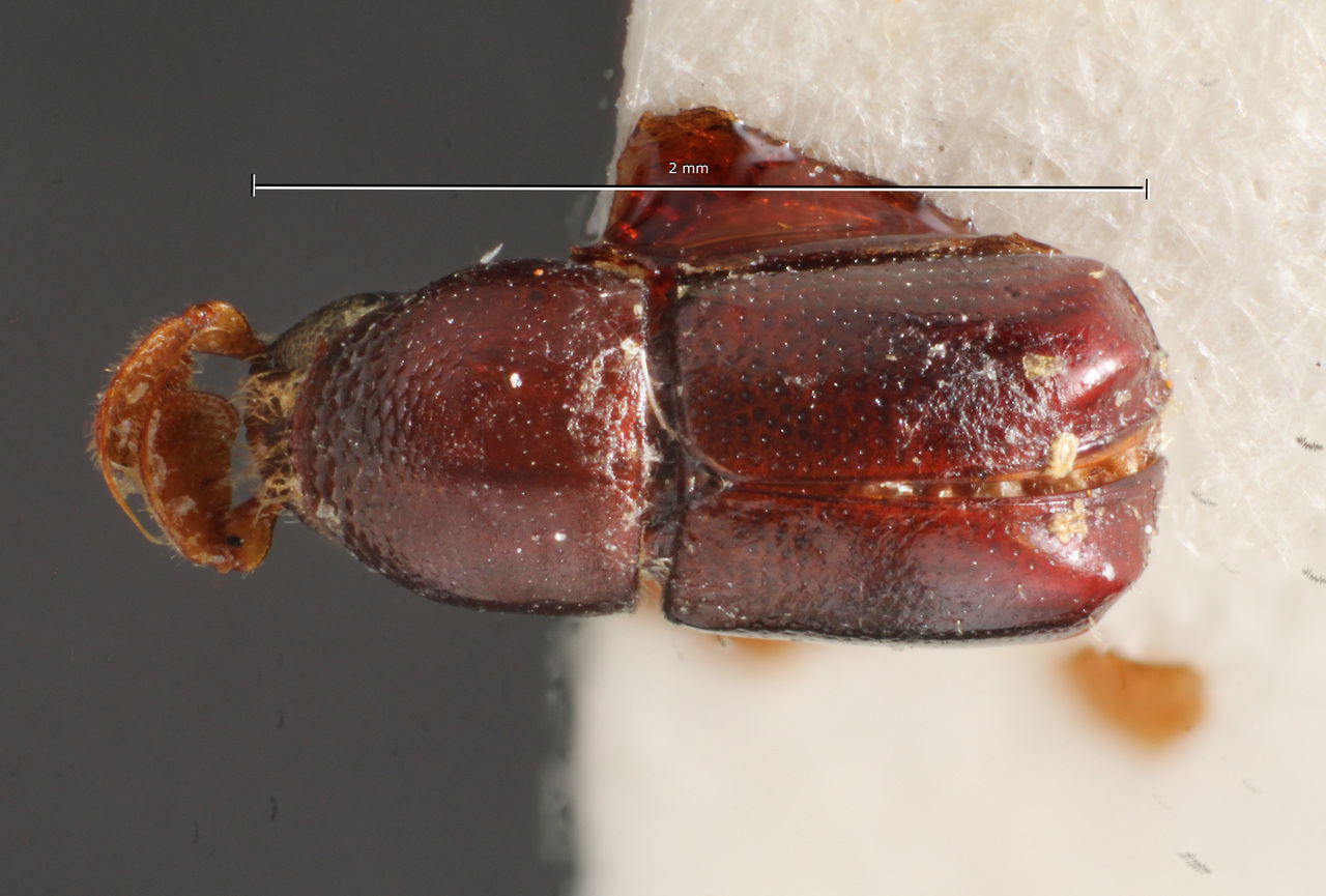 Genus / Species: Corthylus callidus | Image Author: TH Atkinson | Location: Brazil, Rio de Janeiro, Ilha do Governador | Image Type: holotype | Collection: Museo de Zoologia