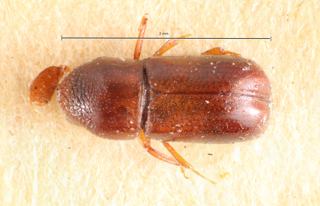 Genus / Species: Corthylus punctatus | Image Author: TH Atkinson | Location: Brazil, São Paulo, Salesópolis | Image Type: holotype | Collection: Museo de Zoologia