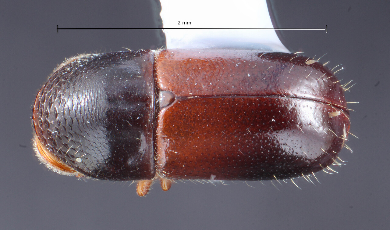 Genus / Species: Corthylus comatus | Image Author: TH Atkinson | Location: México, Veracruz, Santuario Xalapa | Collection: University of Texas Insect Collection