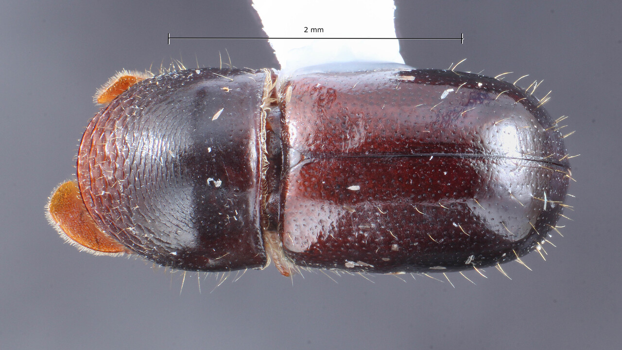 Genus / Species: Corthylus concavus | Image Author: TH Atkinson | Location: México, Veracruz, Santuario Xalapa | Collection: University of Texas Insect Collection