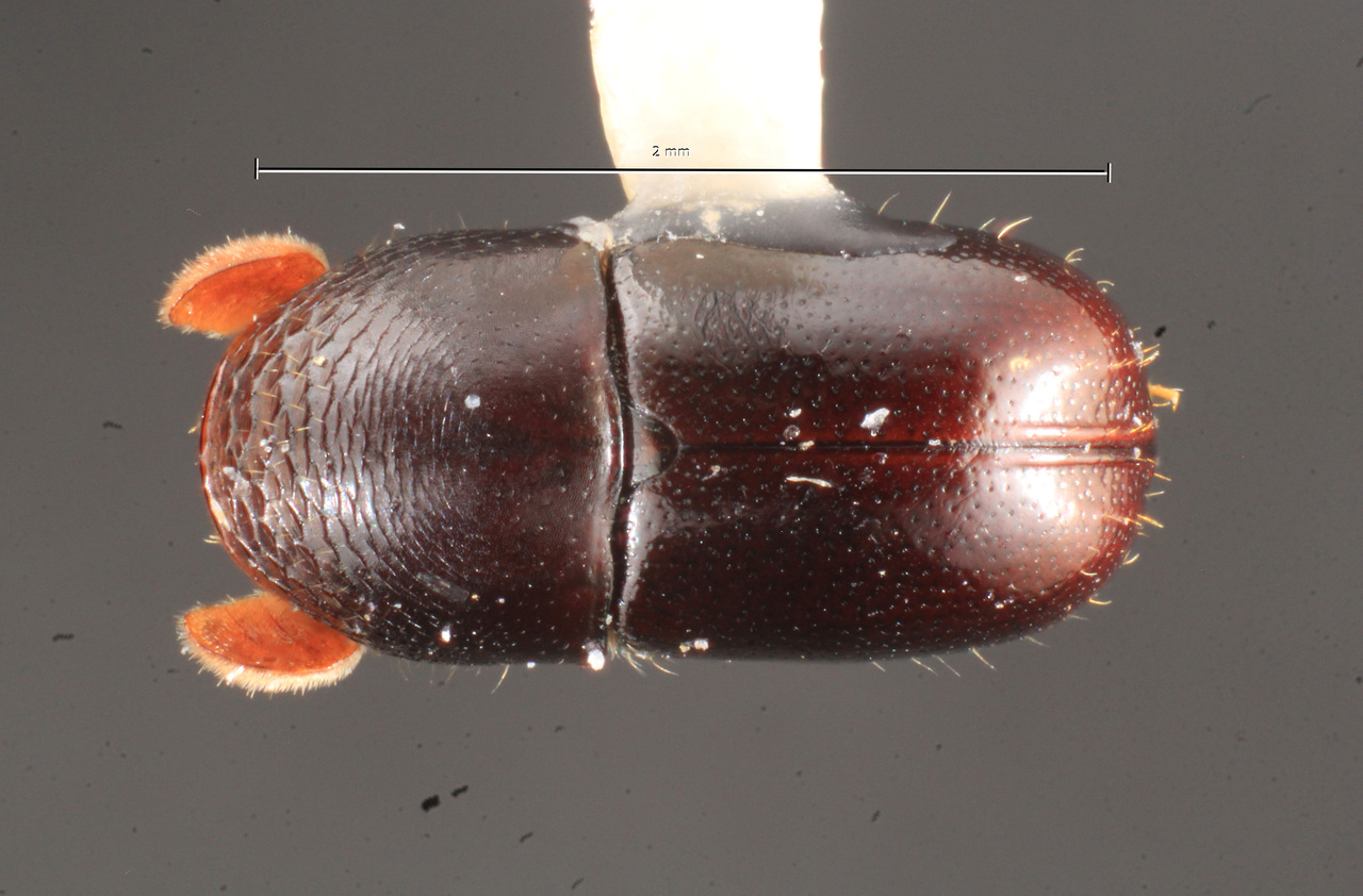 Genus / Species: Corthylus confusus | Image Author: TH Atkinson | Location: Panamá, Panamá, El Llano-Carti Rd., km 9 | Collection: Texas A&M University Insect Collection