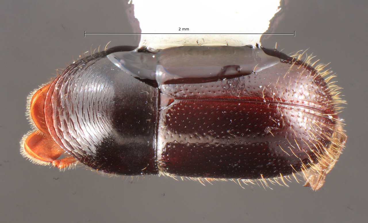 Genus / Species: Corthylus consimilis | Image Author: TH Atkinson | Location: México, Chiapas, Chiquihuites | Collection: University of Texas Insect Collection