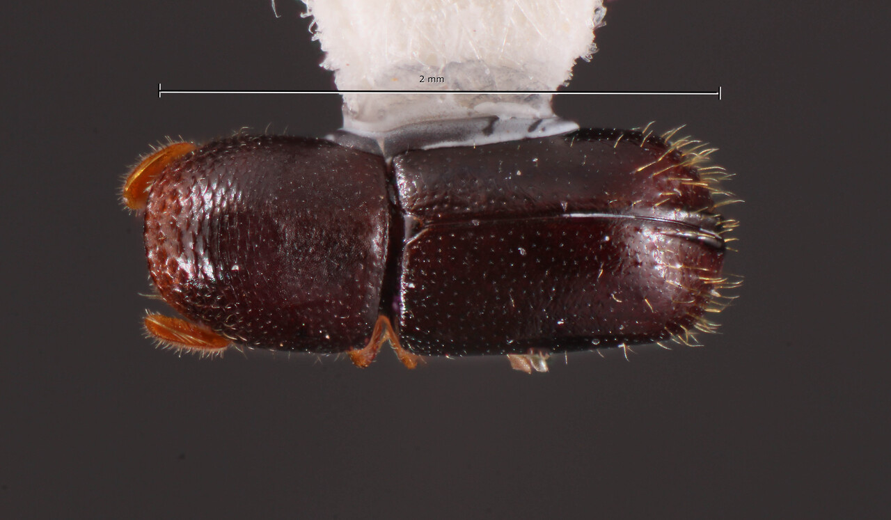 Genus / Species: Corthylus costulatus | Image Author: TH Atkinson | Location: Brazil, Paraná, Telêmaco Borba | Image Type: holotype | Collection: Faculdade de Engenharia