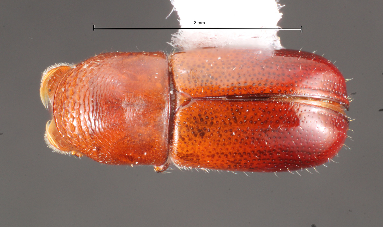 Genus / Species: Corthylus diligens | Image Author: TH Atkinson | Location: Guatemala, Puerta Parada, 15.4 km E | Collection: Florida State Collection of Arthropods