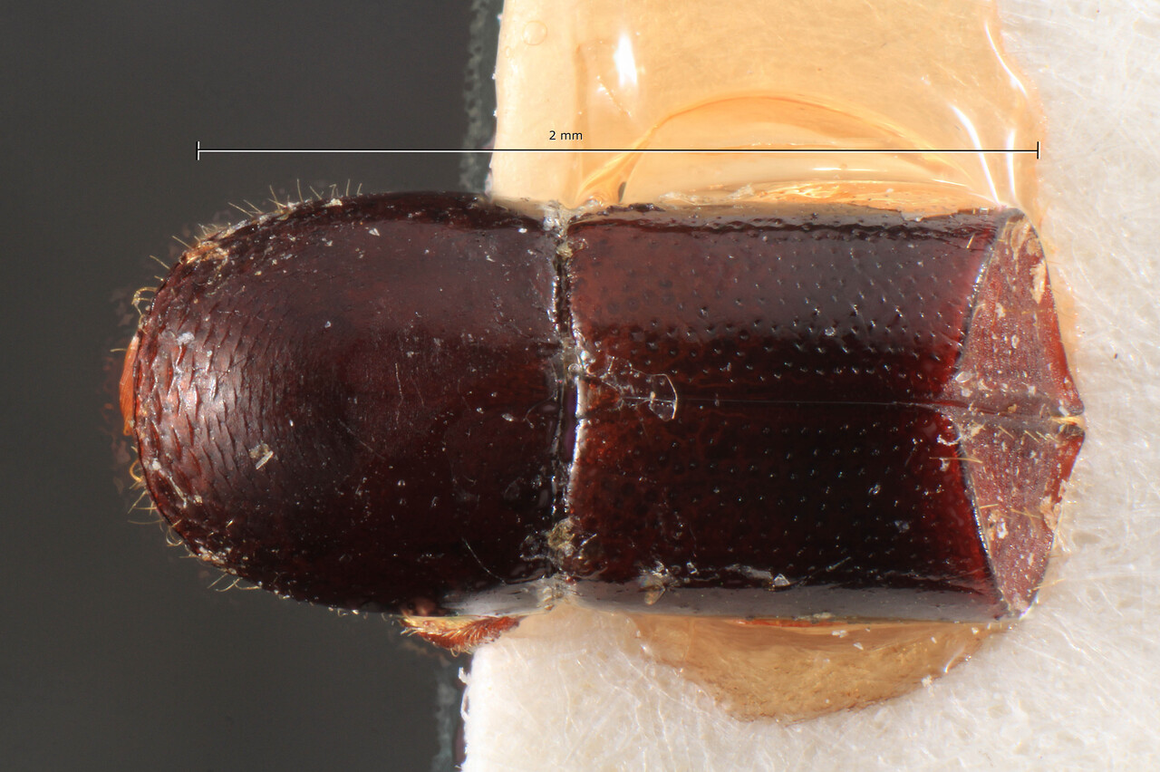 Genus / Species: Corthylus eichhoffi | Image Author: TH Atkinson | Location: Costa Rica, Limón, Santa Clara | Image Type: holotype | Collection: Naturhistorisches Museum Wien