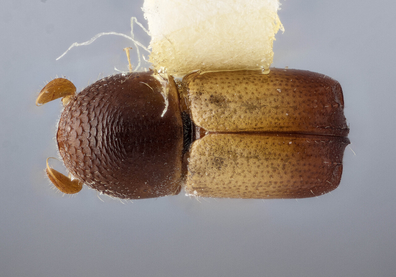 Genus / Species: Corthylus mexicanus | Image Author: J Buffam | Location: México, Chiapas, Teopisca, 9 mi SW | Image Type: holotype | Collection: Canadian National Collection of Insects, Arachnids and Nematodes