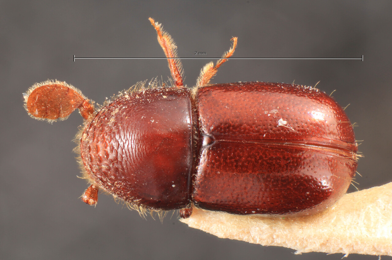 Genus / Species: Corthylus granulatus | Image Author: TH Atkinson | Location: Costa Rica, Cartago, Turrialba | Image Type: holotype | Collection: Naturhistorisches Museum Wien