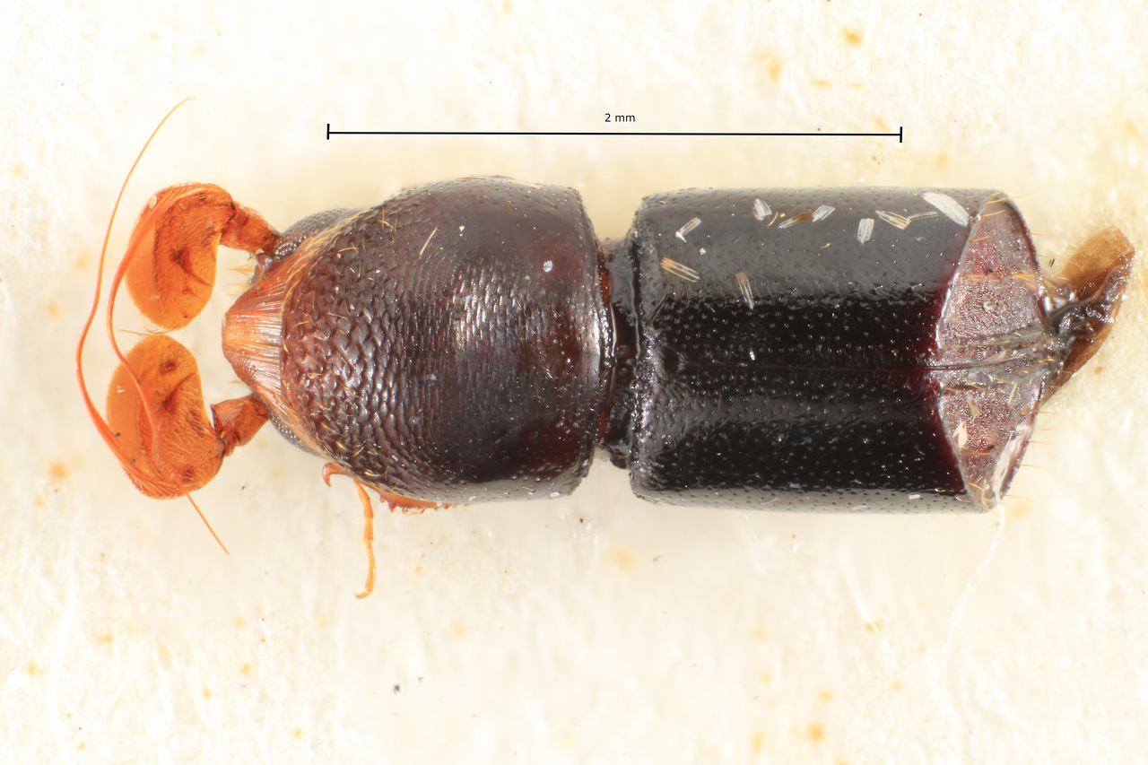 Genus / Species: Corthylus merkli | Image Author: TH Atkinson | Location: Perú, Pasco, Yanachaga Chemilien N.P. | Image Type: holotype | Collection: Hungarian Natural History Museum